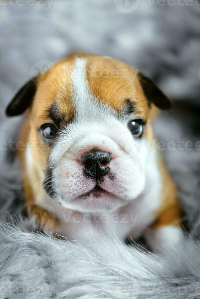 Engels bulldog puppy's foto