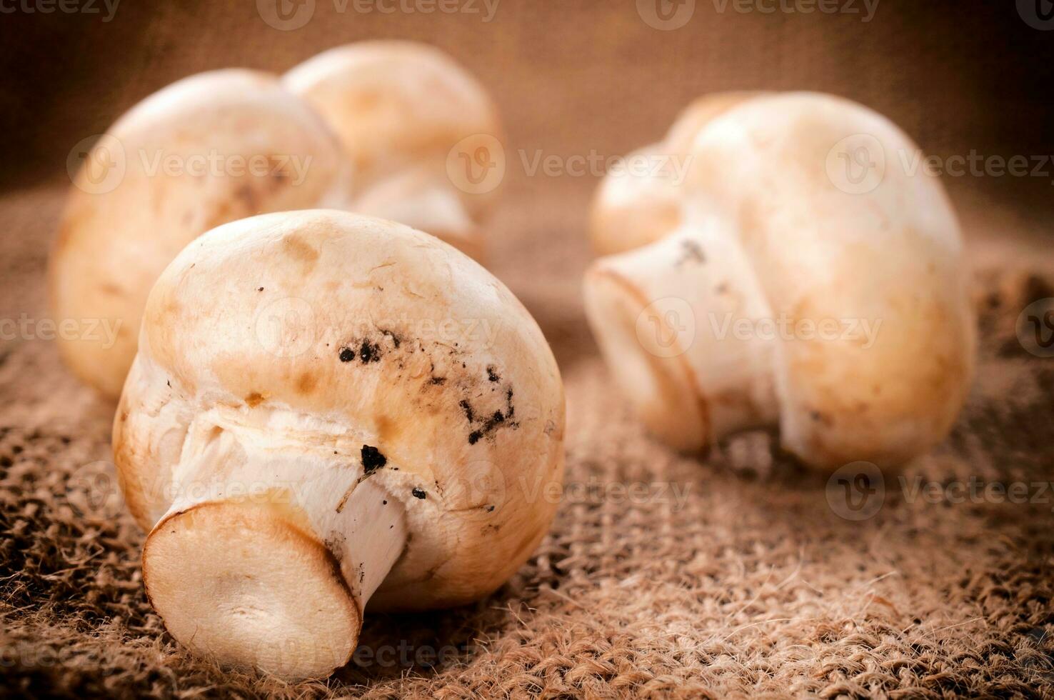 witte champignons foto