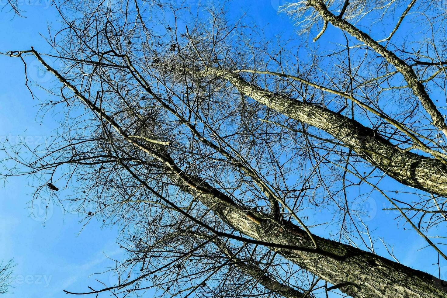 bomen in het bos foto