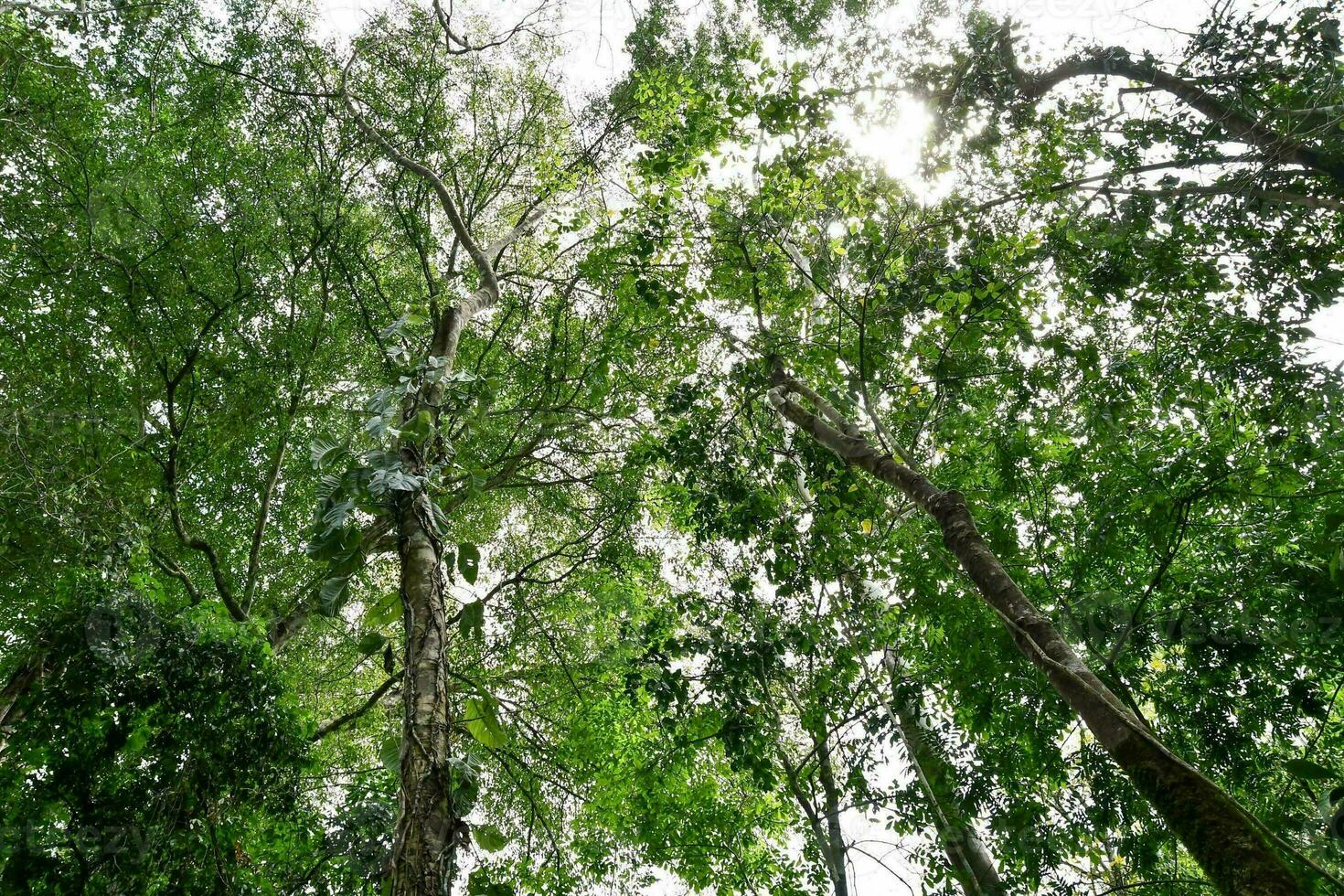 bomen in het bos foto