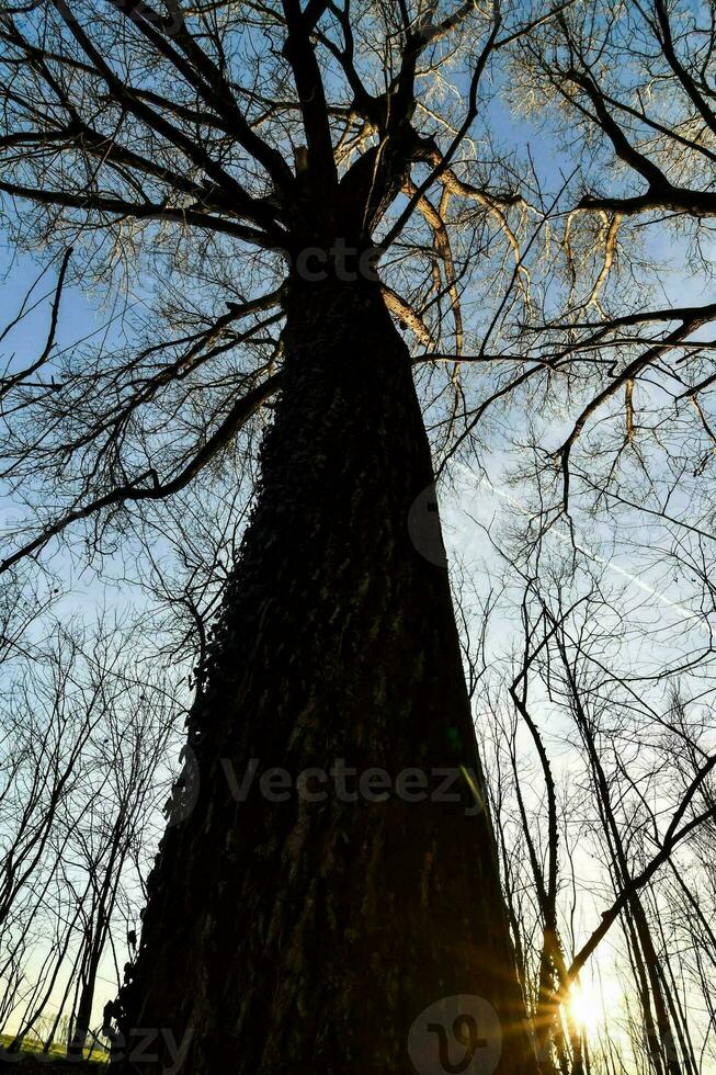 bomen in het bos foto