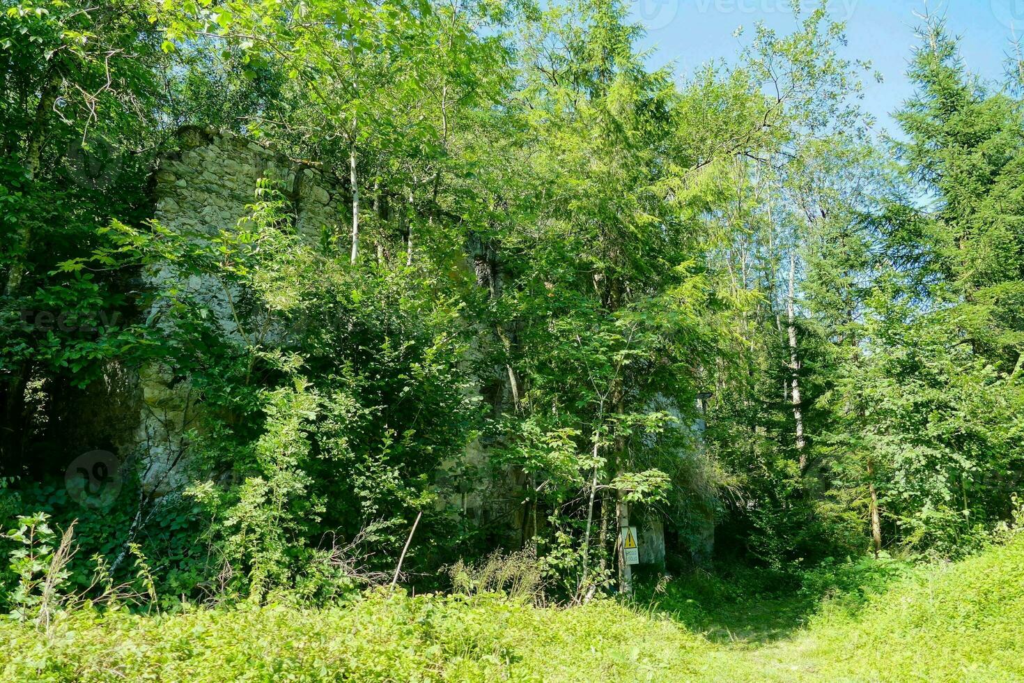 bomen in het bos foto