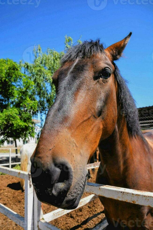 paard Bij de boerderij foto