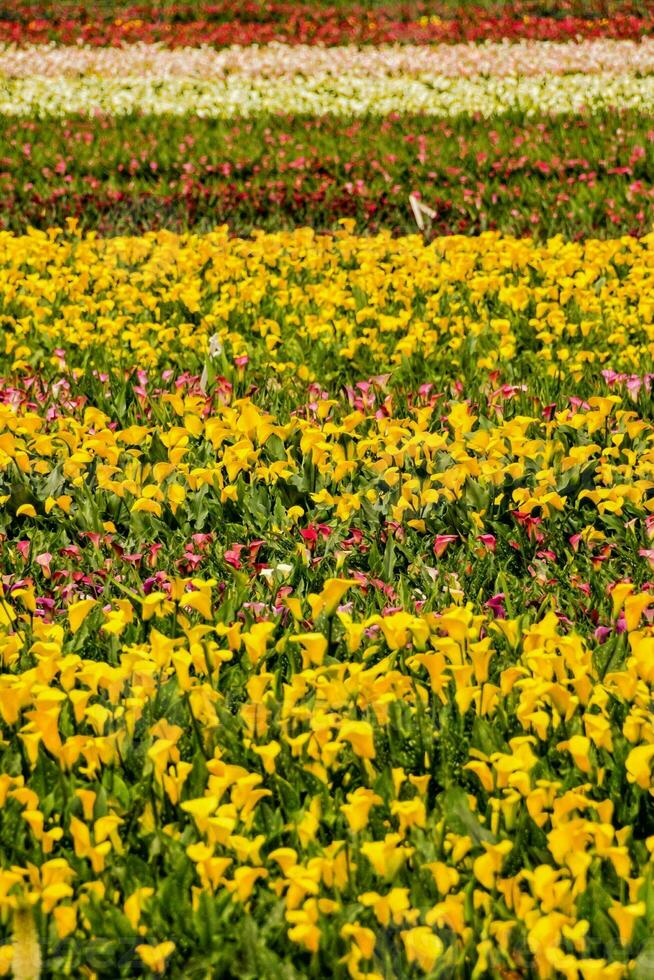 een veld- met bloem foto