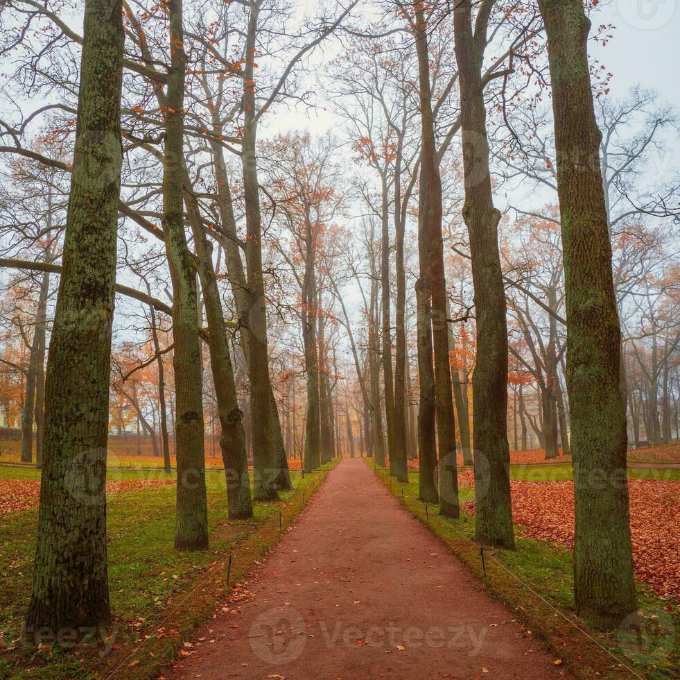 laat herfst, de perspectief van bladerloos bomen in de ochtend- in foto