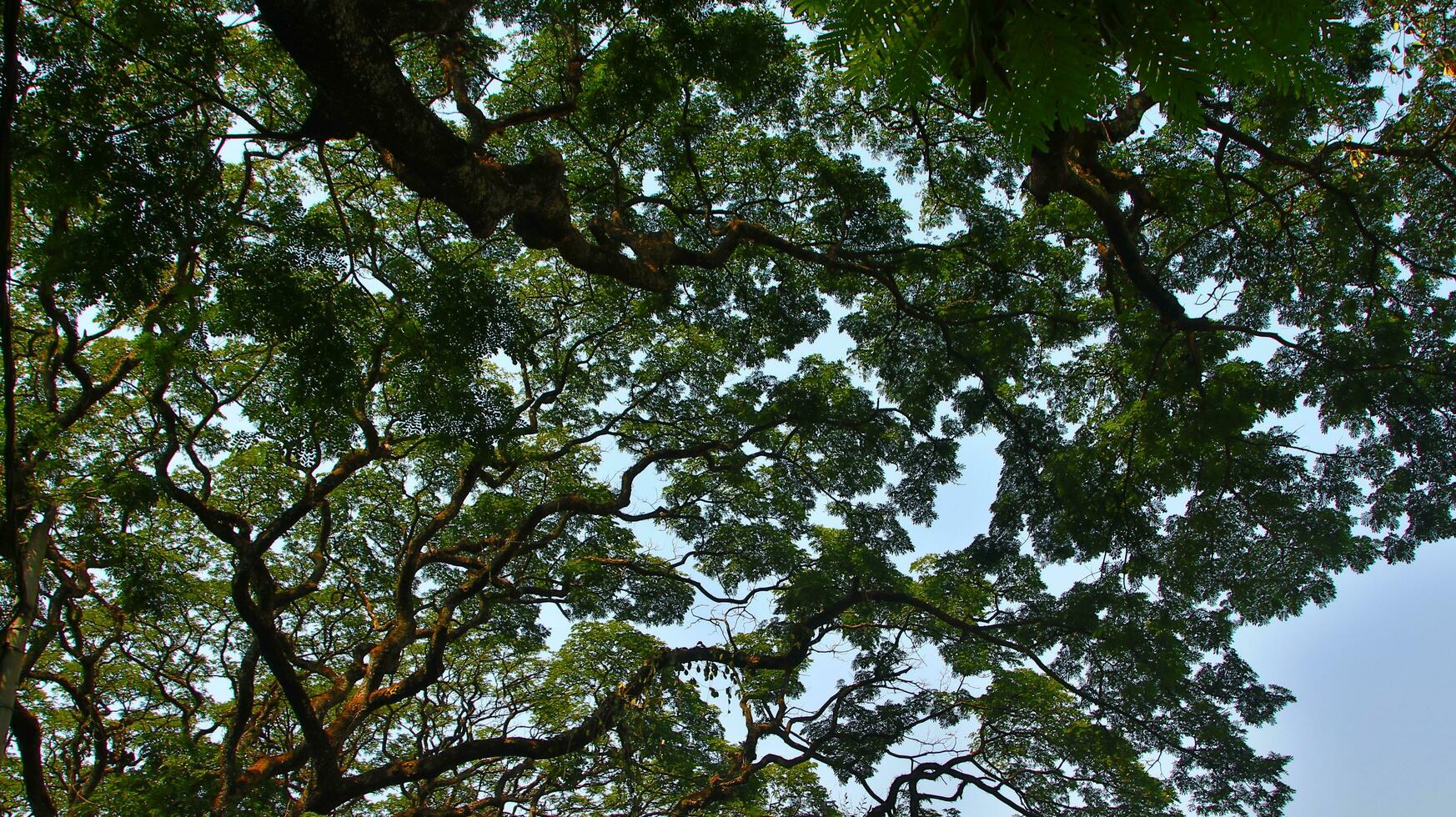 wild boom met schaduwrijk groen bladeren foto