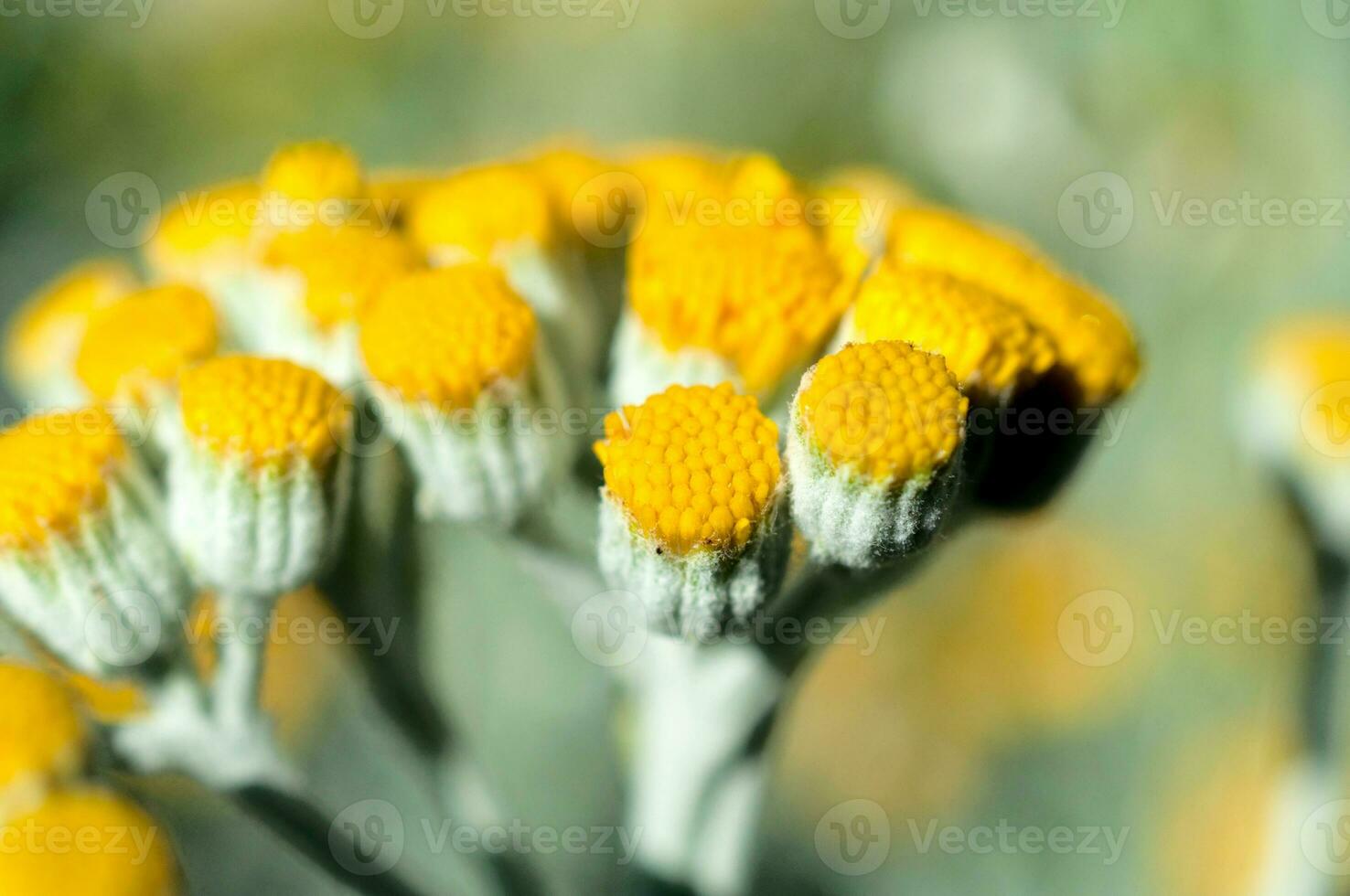 dichtbij omhoog naar geel bloem foto