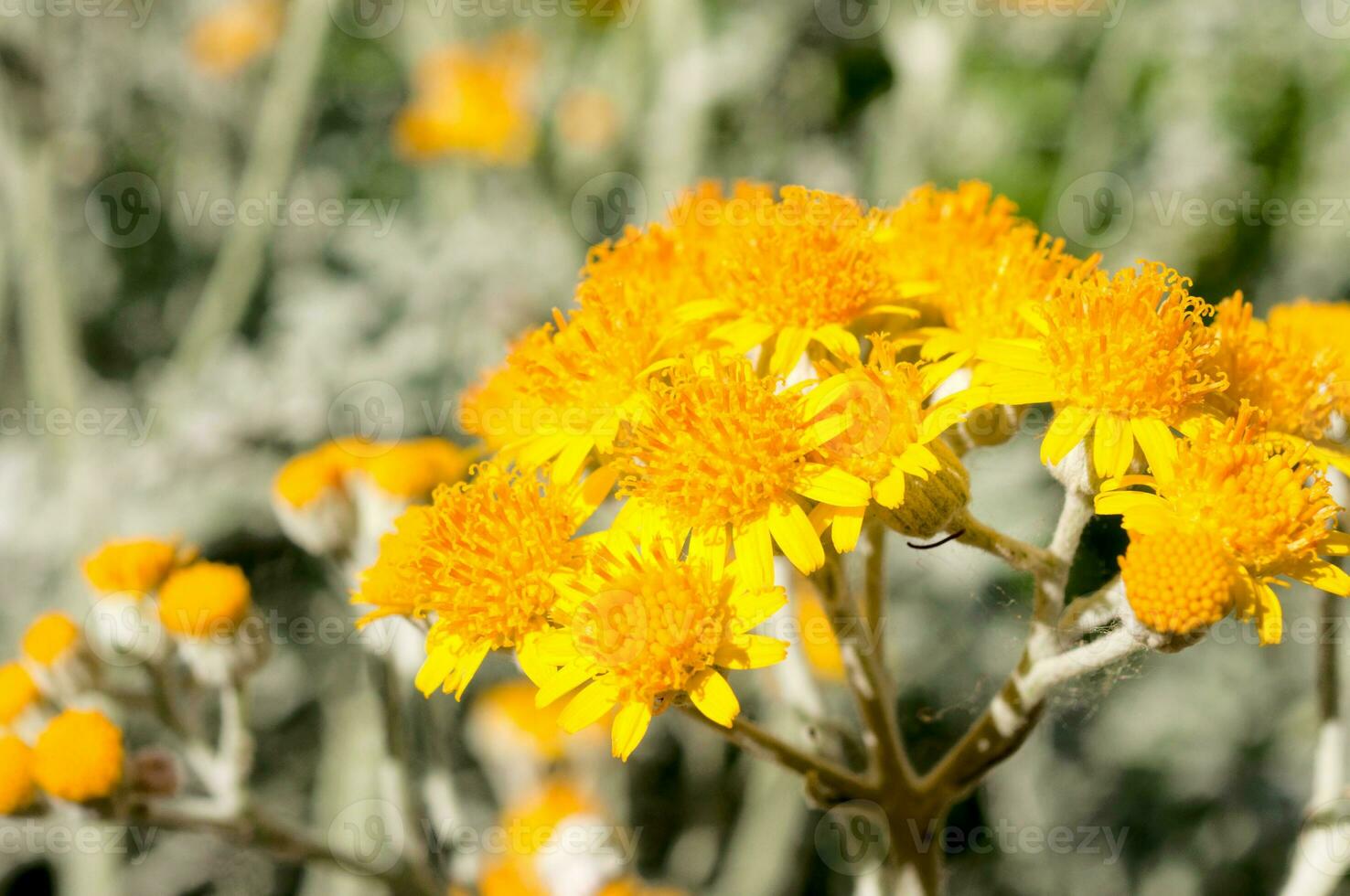 dichtbij omhoog naar geel bloem foto