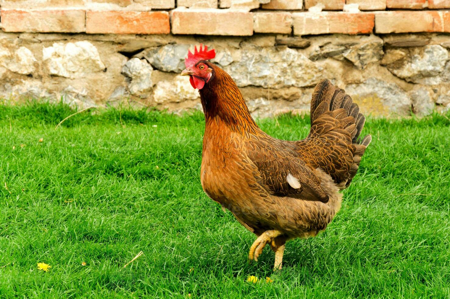 rennen pik Aan de boerderij foto