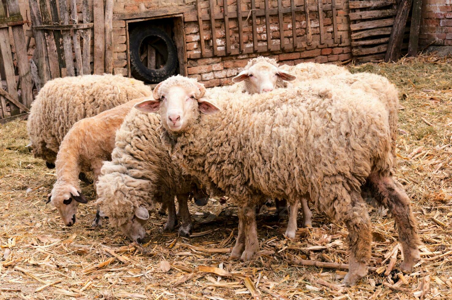 groep van schapen Aan de boerderij foto