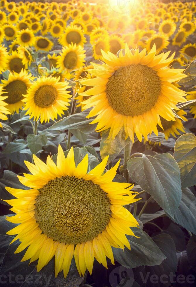 zonnebloemen Aan de fild foto
