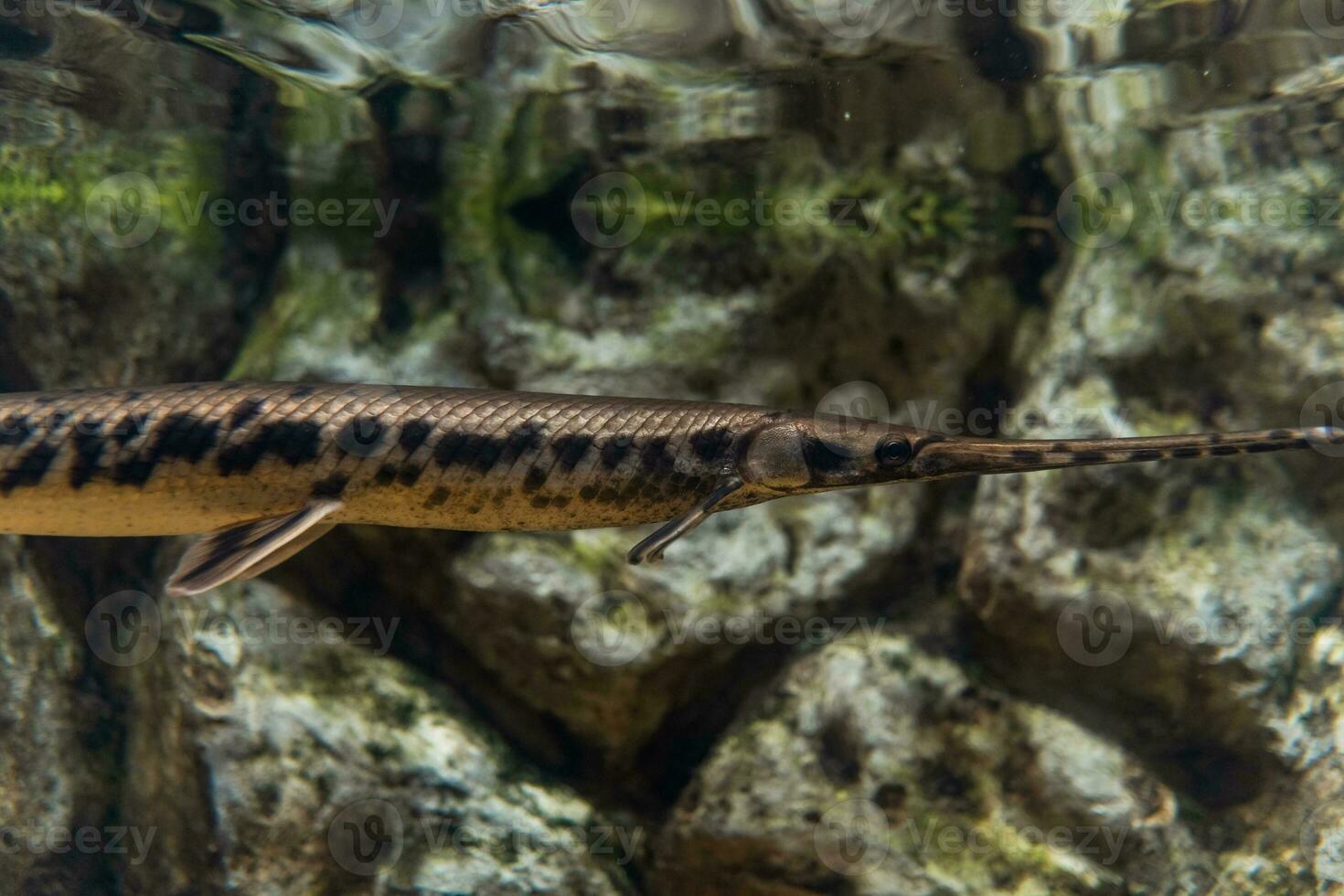 vis in de oceaan. een kudde van vis in de zee, aquarium. aquarium kleurrijk vis in donker blauw water. foto van tropisch vis Aan een koraal rif.