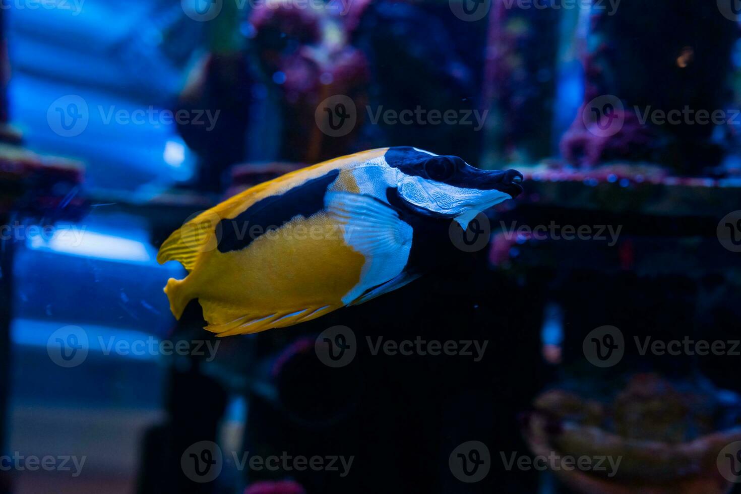 vis in de oceaan. een kudde van vis in de zee, aquarium. aquarium kleurrijk vis in donker blauw water. foto van tropisch vis Aan een koraal rif.