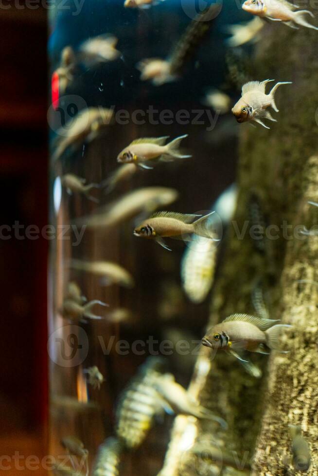 vis in de oceaan. een kudde van vis in de zee, aquarium. aquarium kleurrijk vis in donker blauw water. foto van tropisch vis Aan een koraal rif.