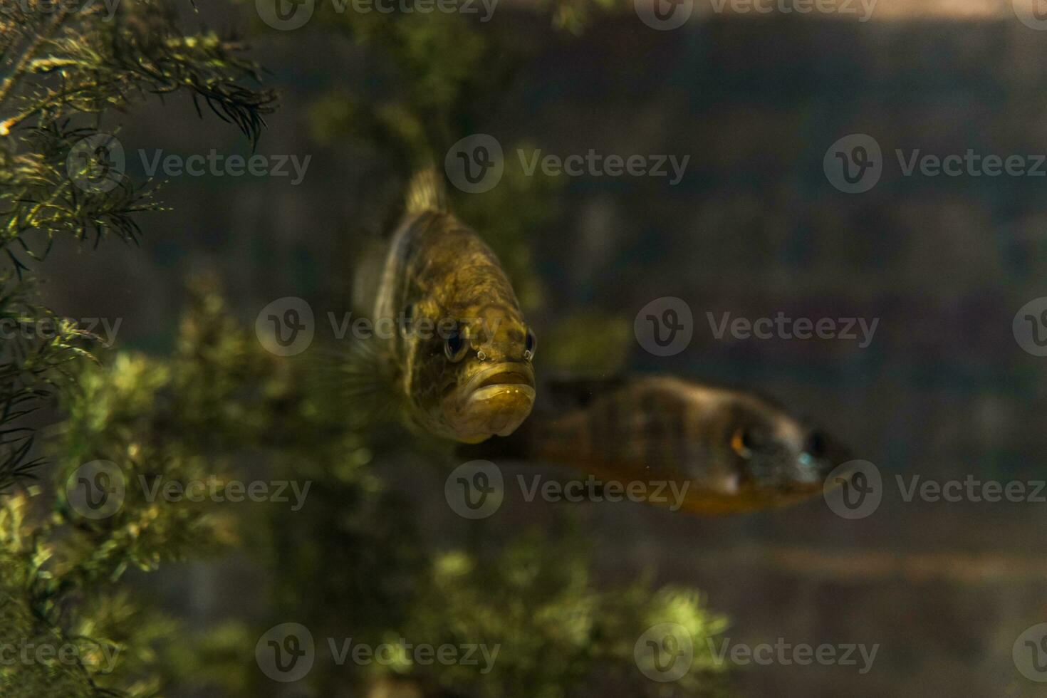 vis in de oceaan. een kudde van vis in de zee, aquarium. aquarium kleurrijk vis in donker blauw water. foto van tropisch vis Aan een koraal rif.