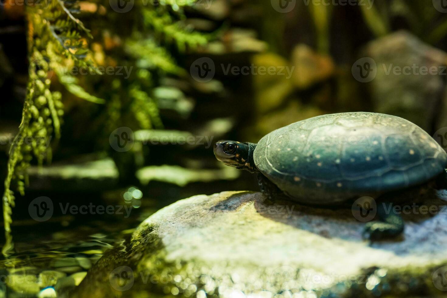 schildpad in de aquarium. weinig schildpad in de wild. foto