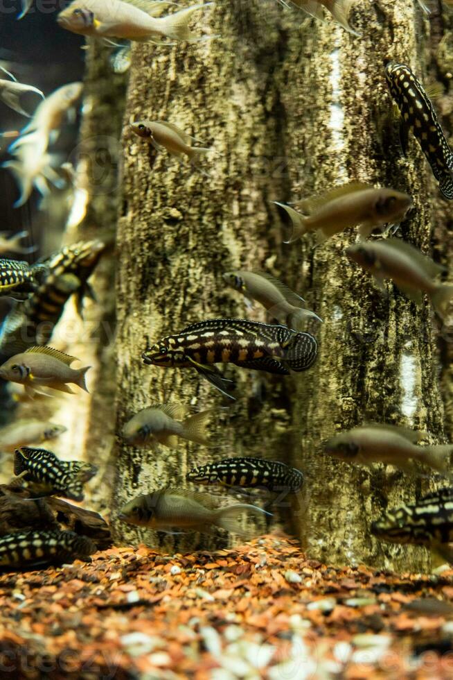 vis in de oceaan. een kudde van vis in de zee, aquarium. aquarium kleurrijk vis in donker blauw water. foto van tropisch vis Aan een koraal rif.