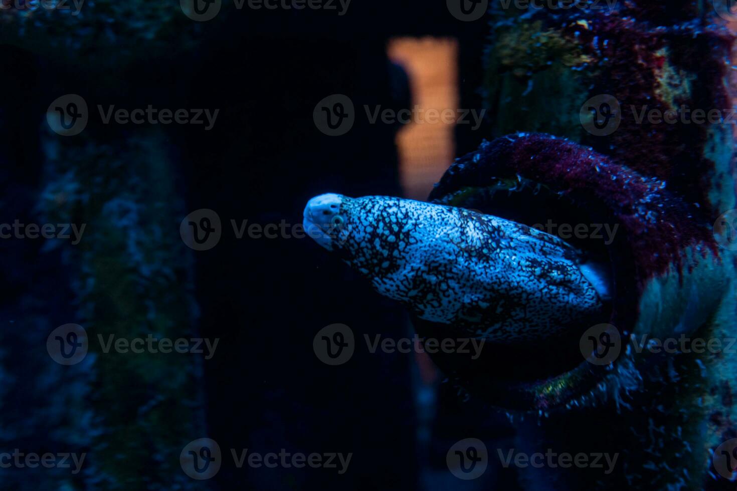 vis in de oceaan. een kudde van vis in de zee, aquarium. aquarium kleurrijk vis in donker blauw water. foto van tropisch vis Aan een koraal rif.