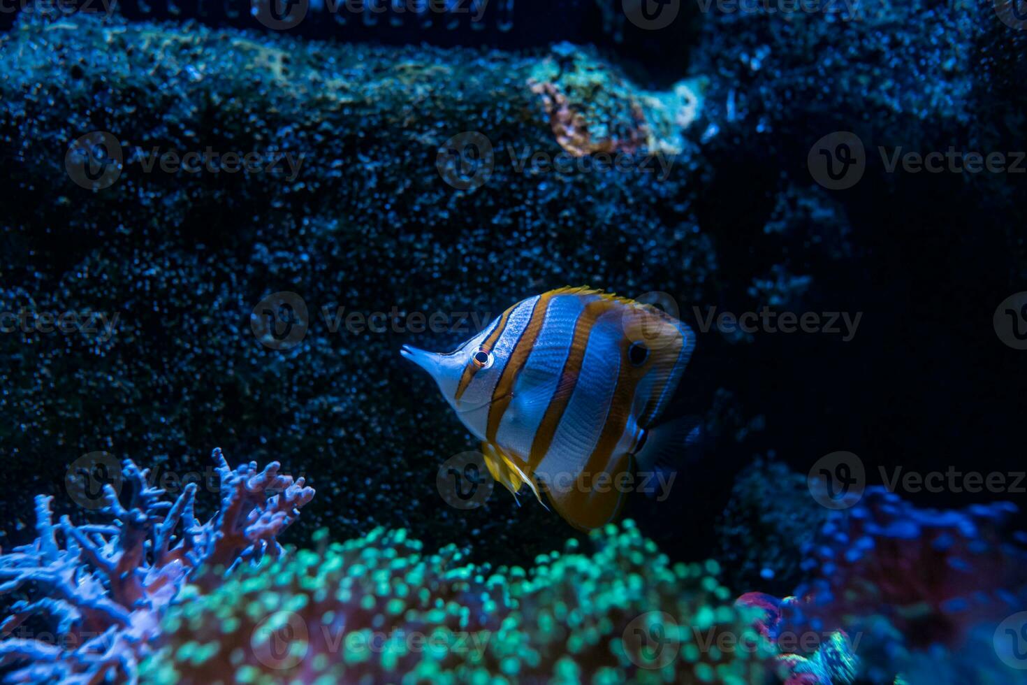 vis in de oceaan. een kudde van vis in de zee, aquarium. aquarium kleurrijk vis in donker blauw water. foto van tropisch vis Aan een koraal rif.