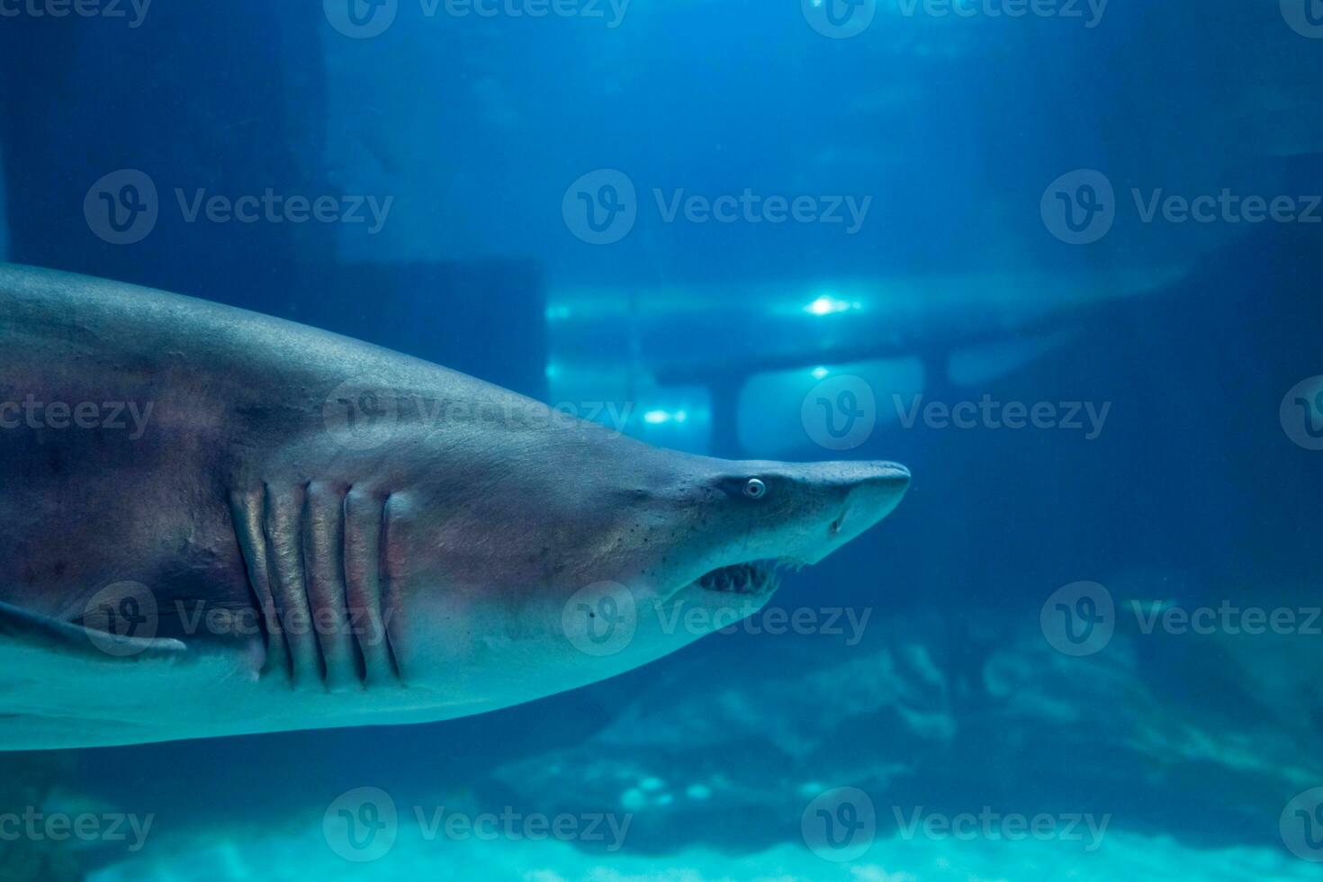 Super goed wit haai dichtbij omhoog schot. de haai zwemmen in groot aquarium. haai vis, stier haai, marinier vis onderwater. foto