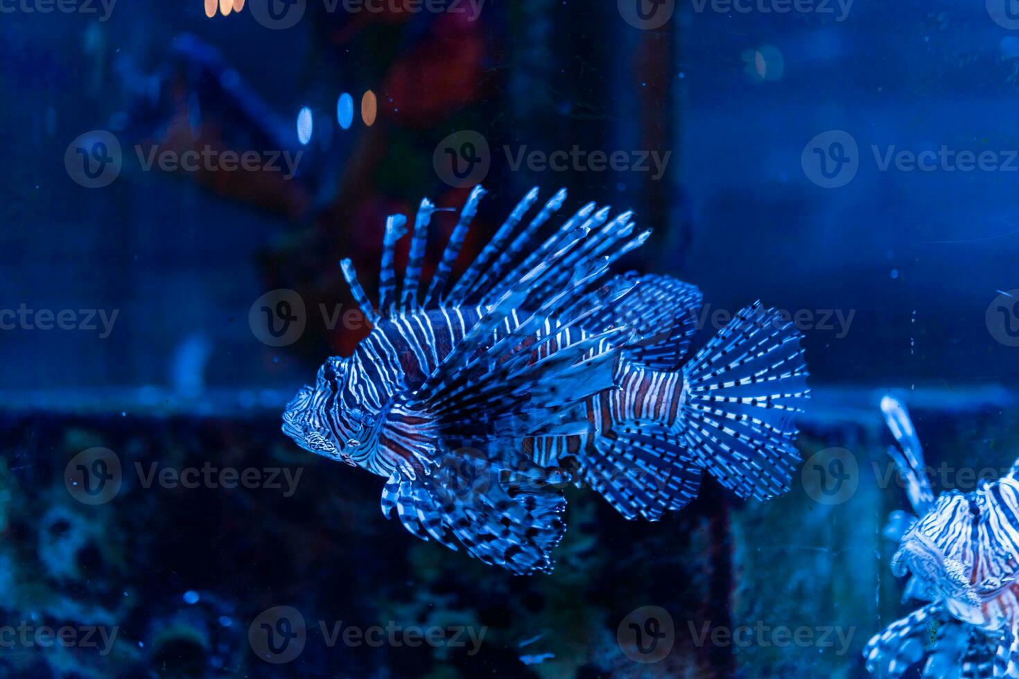 vis in de oceaan. een kudde van vis in de zee, aquarium. aquarium kleurrijk vis in donker blauw water. foto van tropisch vis Aan een koraal rif.