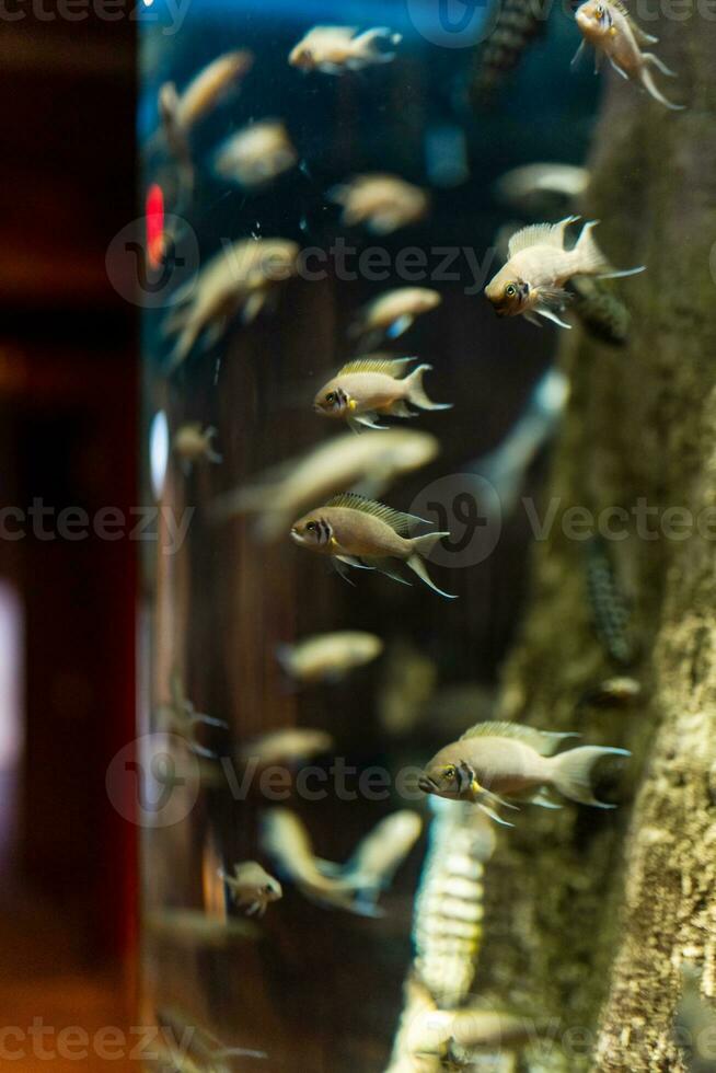 vis in de oceaan. een kudde van vis in de zee, aquarium. aquarium kleurrijk vis in donker blauw water. foto van tropisch vis Aan een koraal rif.