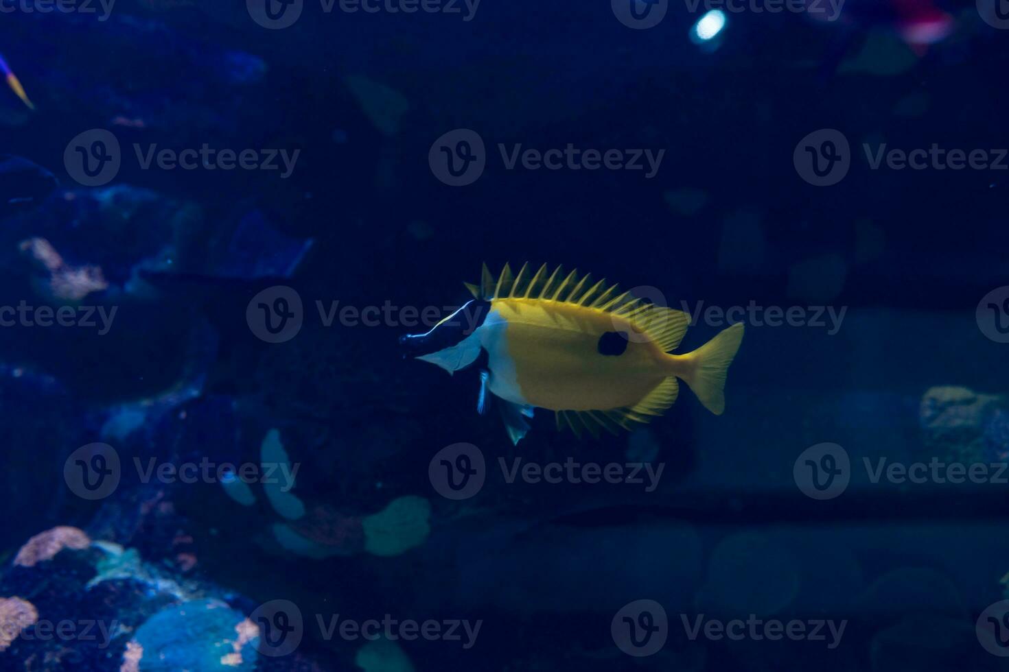 vis in de oceaan. een kudde van vis in de zee, aquarium. aquarium kleurrijk vis in donker blauw water. foto van tropisch vis Aan een koraal rif.