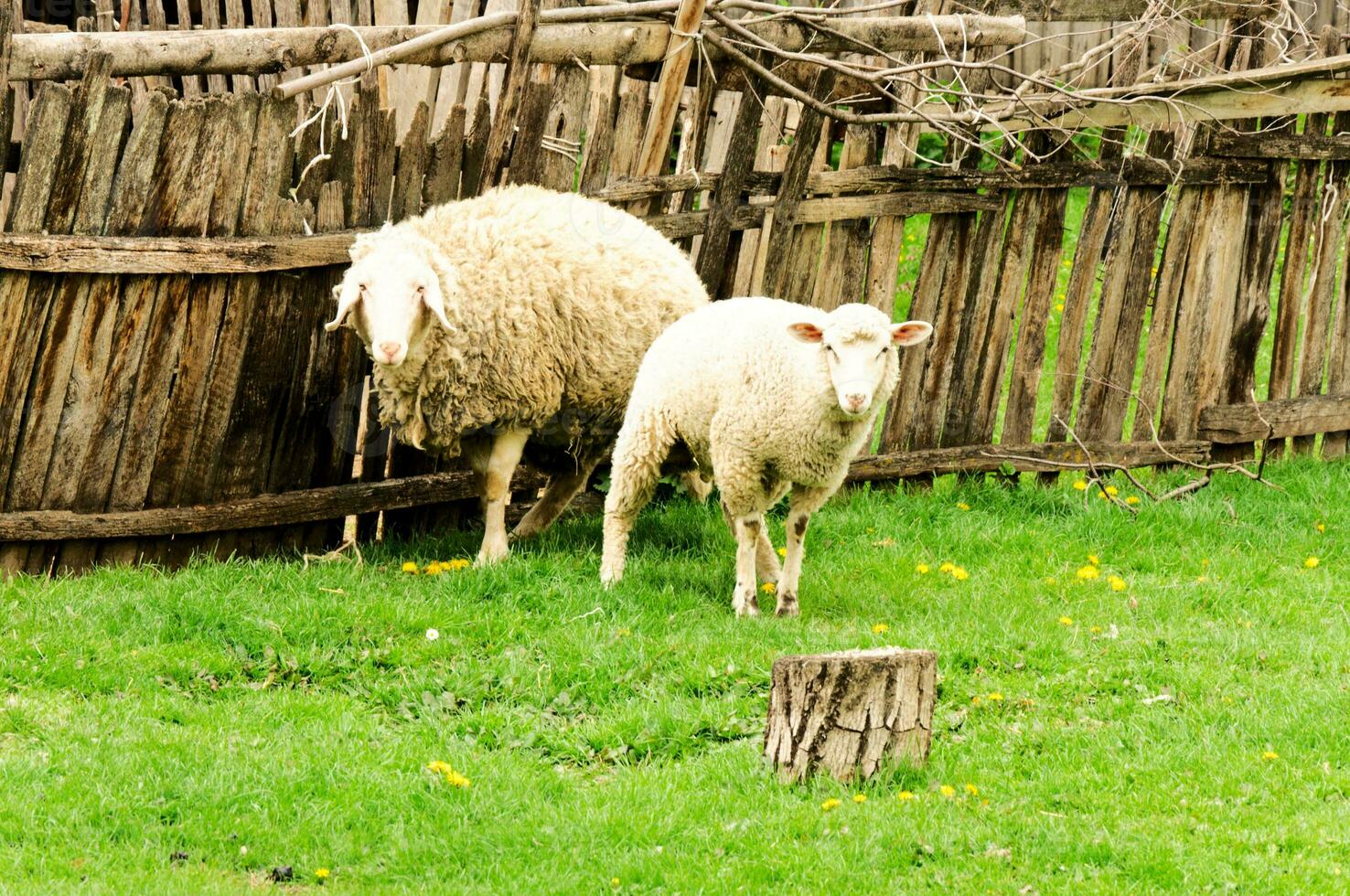 schapen Aan de boerderij foto