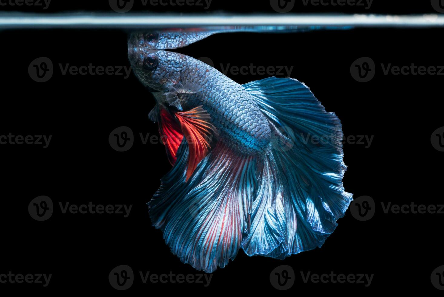 blauw Siamees vechten vis, betta splendens geïsoleerd Aan zwart achtergrond foto