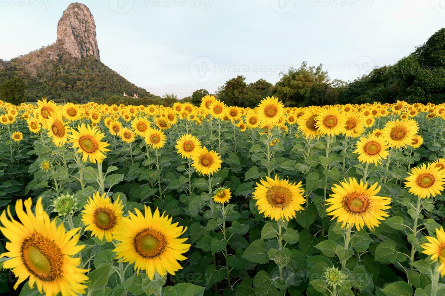 mooi zonnebloem velden met moutain achtergrond foto