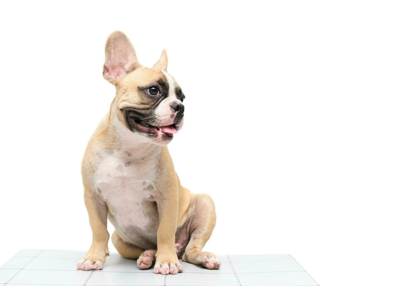 schattig Frans bulldog zittend Aan tafel geïsoleerd foto