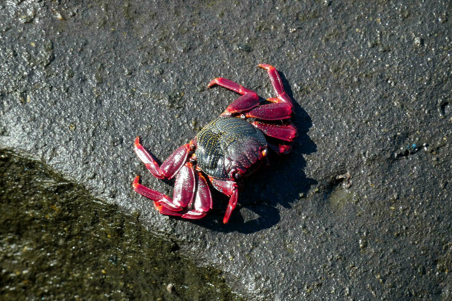 rood zee krab in de atlantic oceaan foto