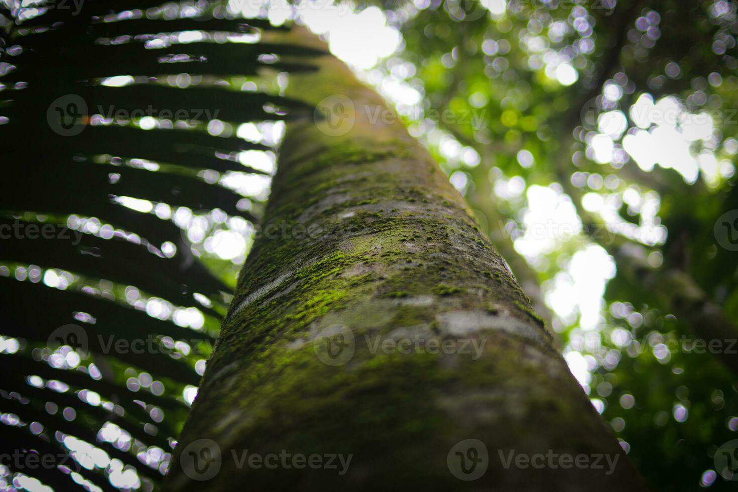 kijken omhoog visie van boom romp met vol van mossen foto