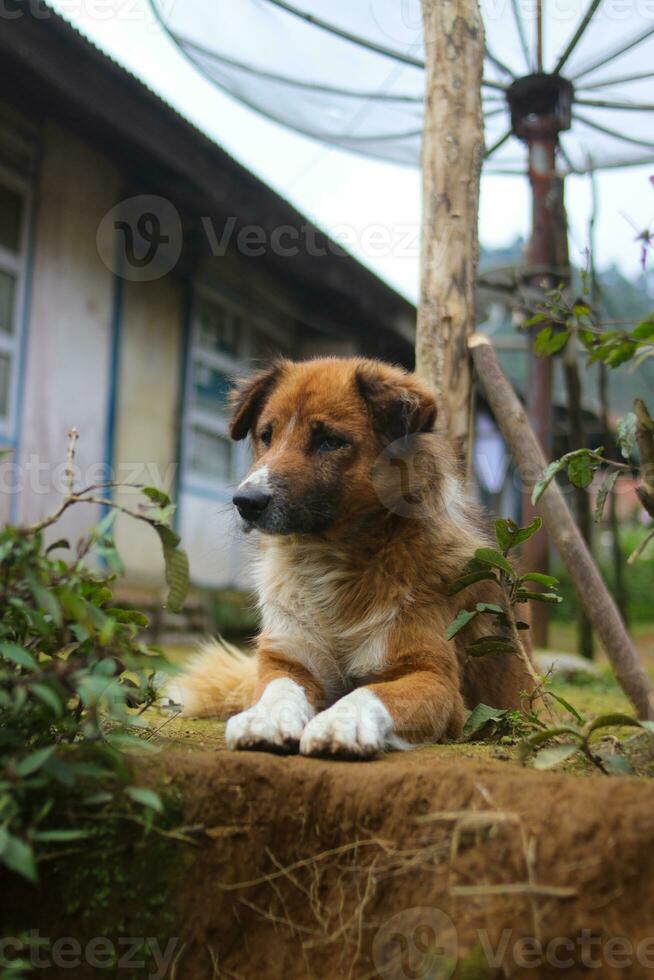 hond in de achtertuin foto