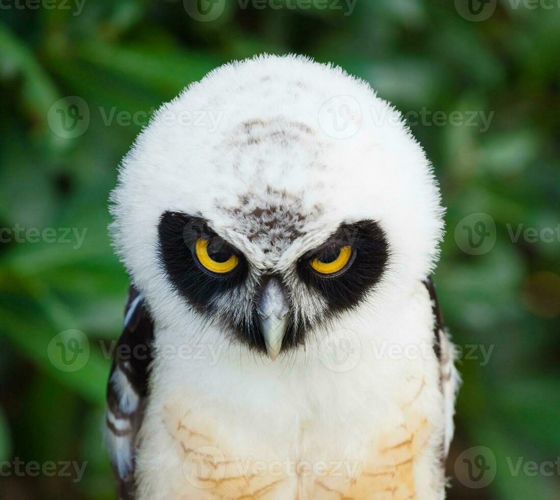 portret van gebrilde uil foto