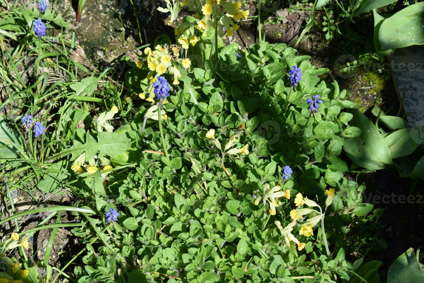 wild primula bloemen in voorjaar foto