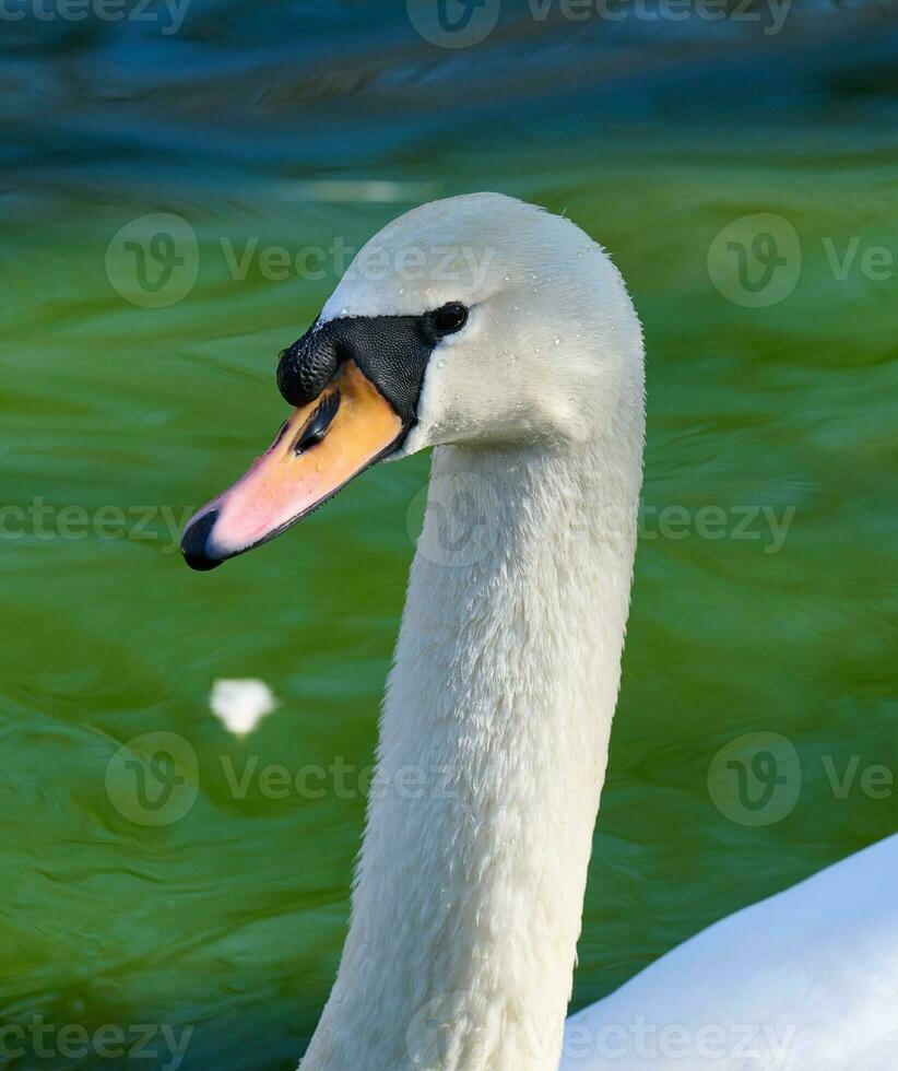 portret van een wit zwaan Aan een vijver foto