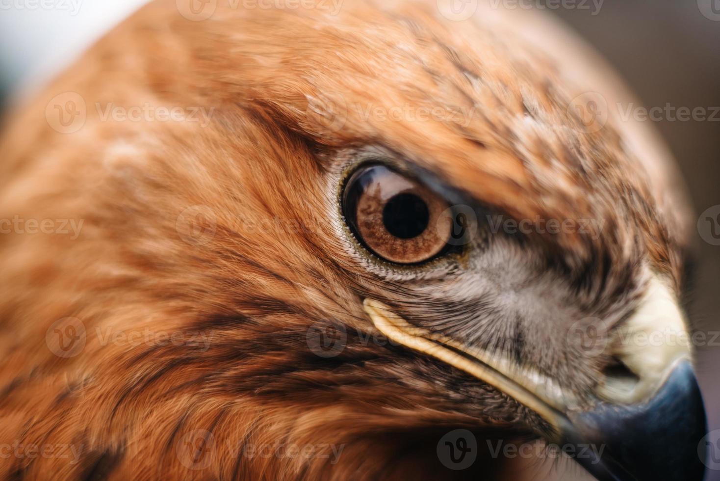 aanblik van een roofvogel close-up foto