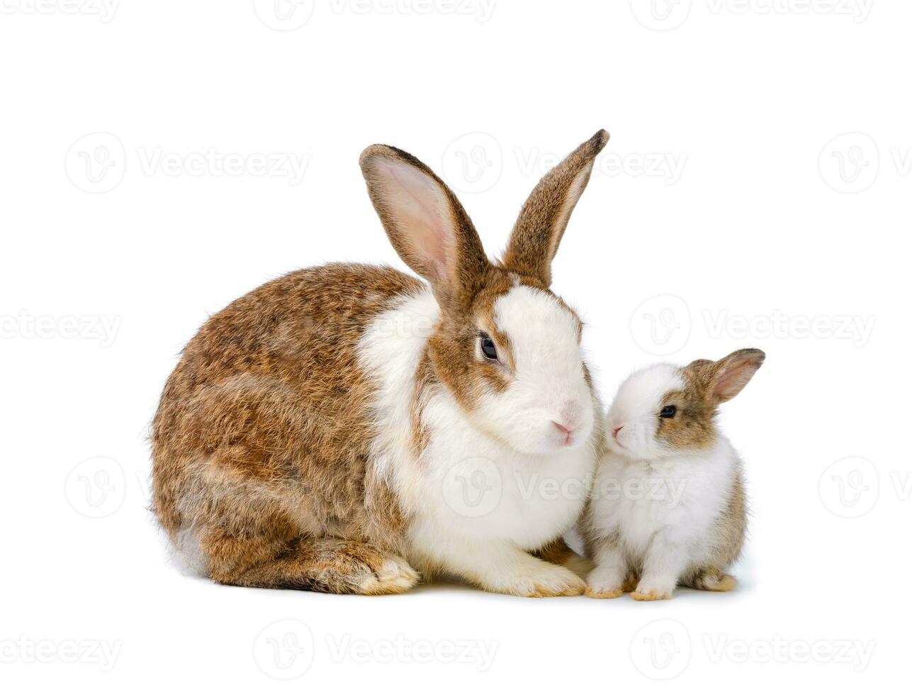 aanbiddelijk moeder konijn en baby konijn Aan wit achtergrond foto