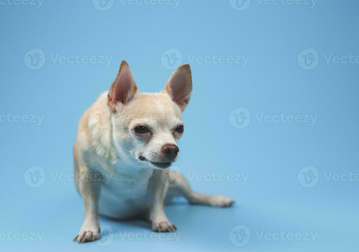 bruin kort haar- chihuahua honden zittend Aan blauw achtergrond, scheel zijn ogen op zoek opzij. foto