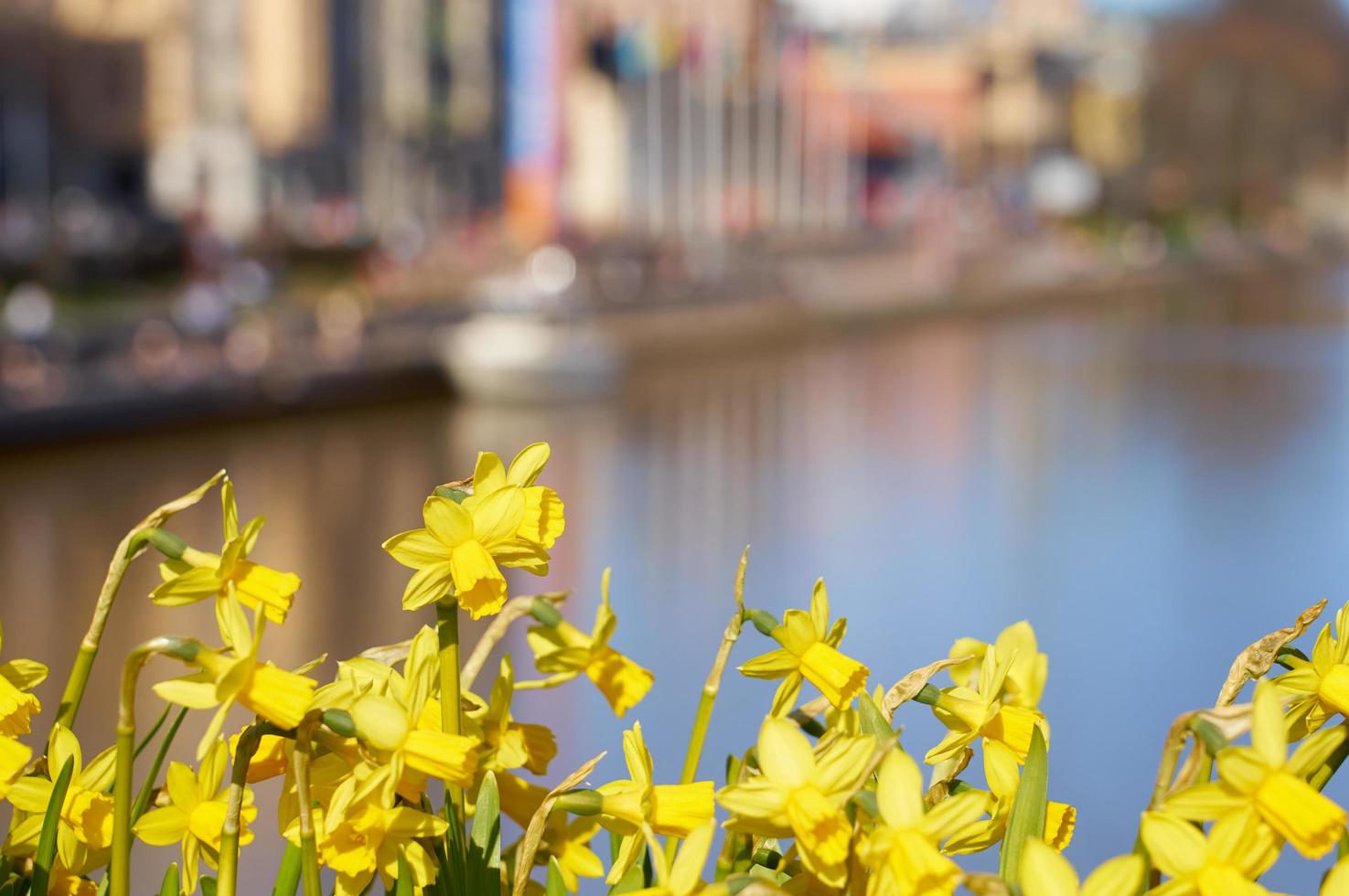 narcissen met stad op de achtergrond foto