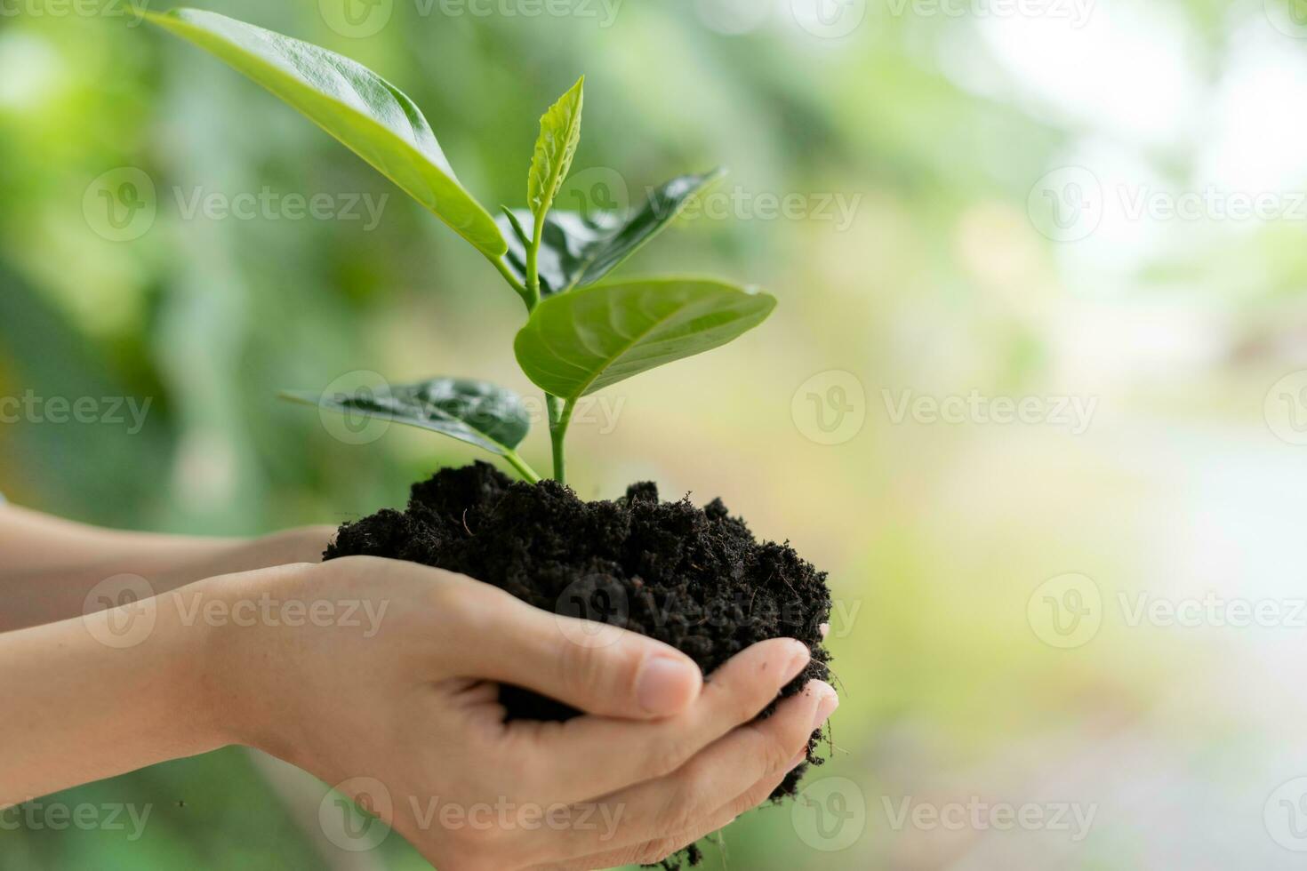 vrouw Holding jong boom klaar naar toenemen in vruchtbaar bodem, bereiden voor fabriek en verminderen globaal opwarming, opslaan wereld milieu , opslaan leven, fabriek een boom wereld milieu dag, duurzame , vrijwilliger. foto