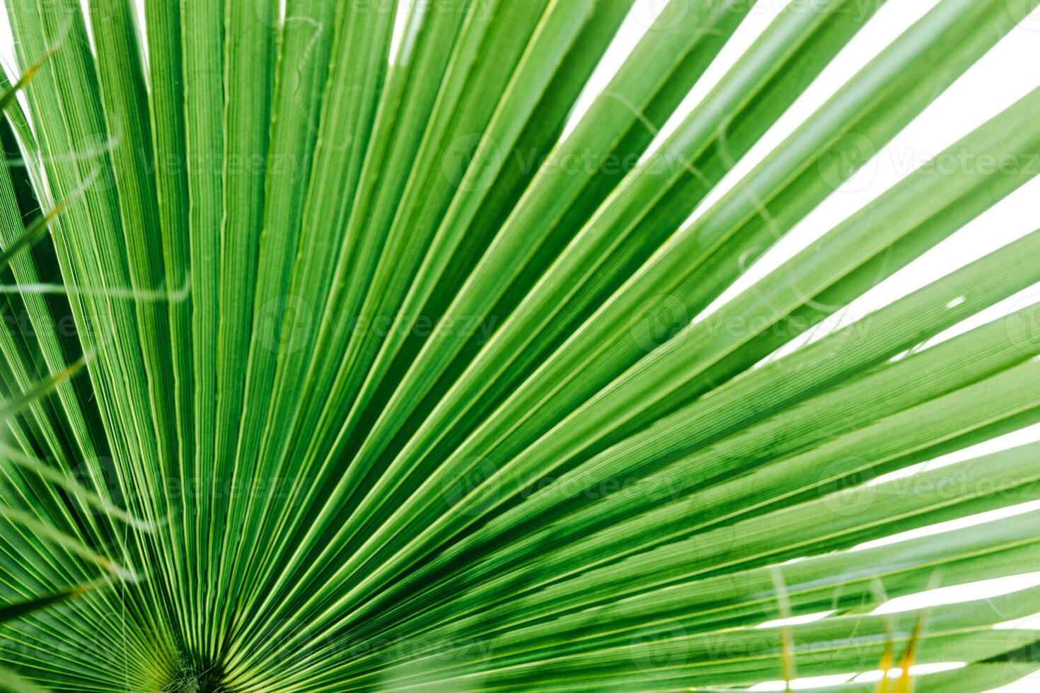 groen palm bladeren, natuurlijk achtergrond. foto