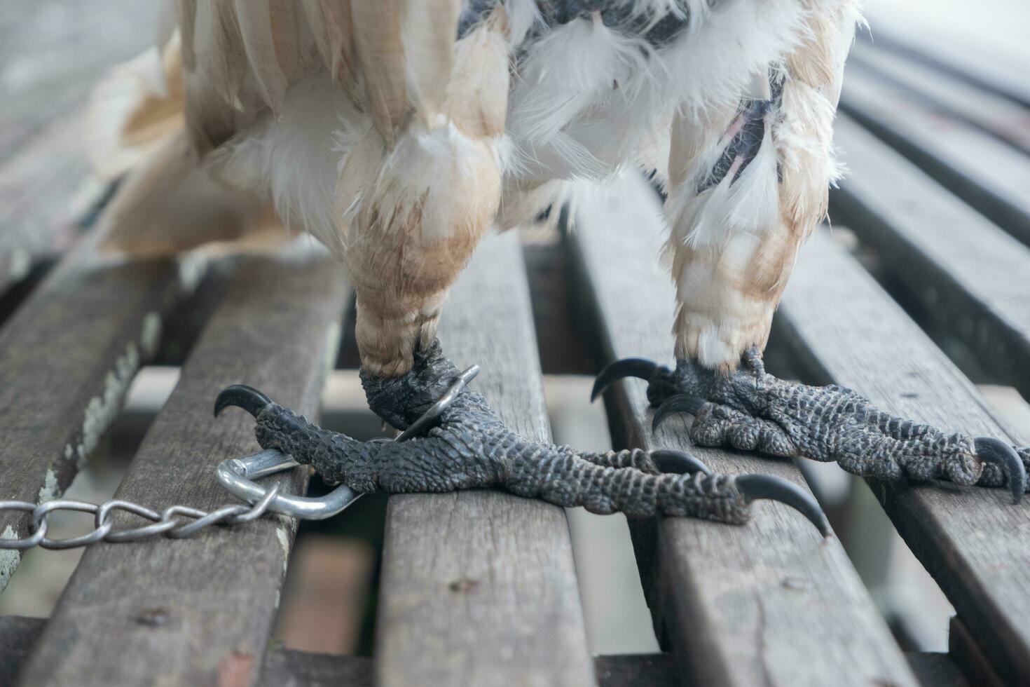 selectief focus Aan de kettingen dat binden de vogel poten. zacht focus. foto concept voor de bescherming van bijzonder en bedreigd dieren