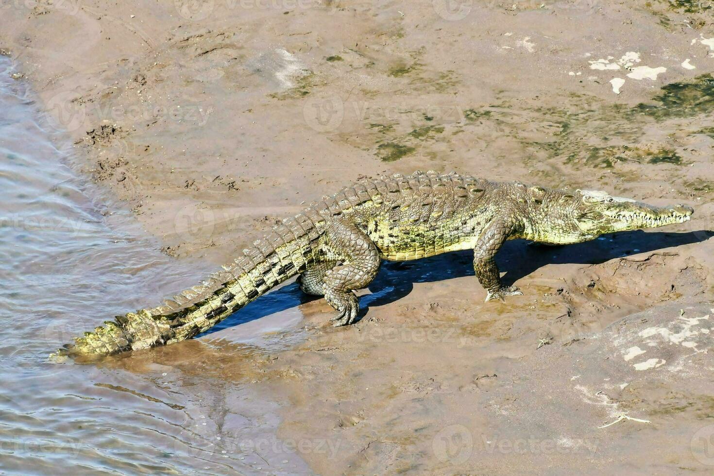 krokodil in de wild foto