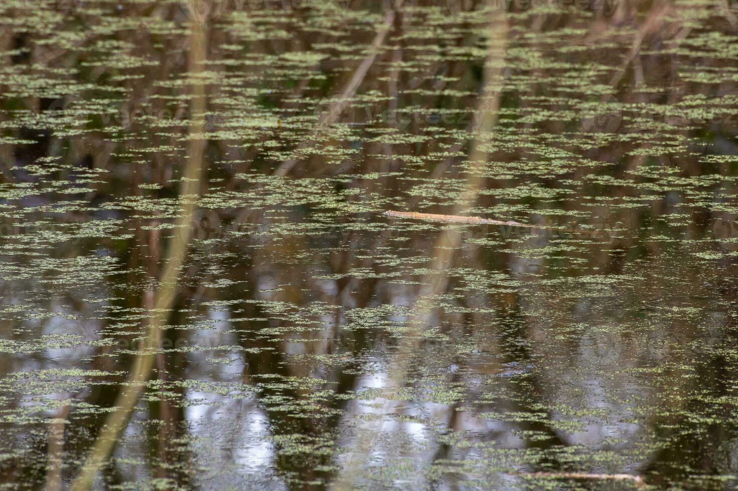 reflecties van Woud bomen foto