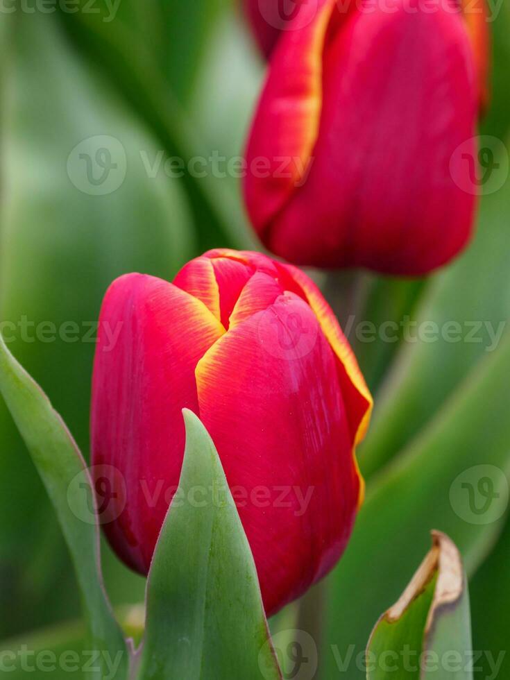 veel tulpen in de Nederland foto