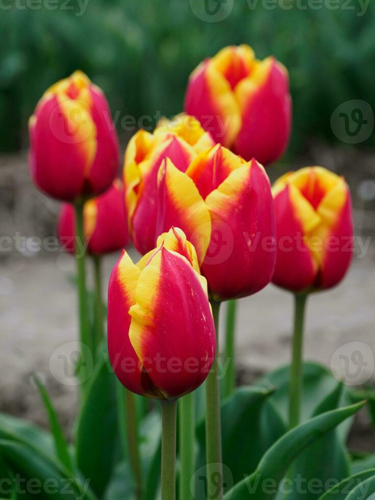 veel tulpen in de Nederland foto