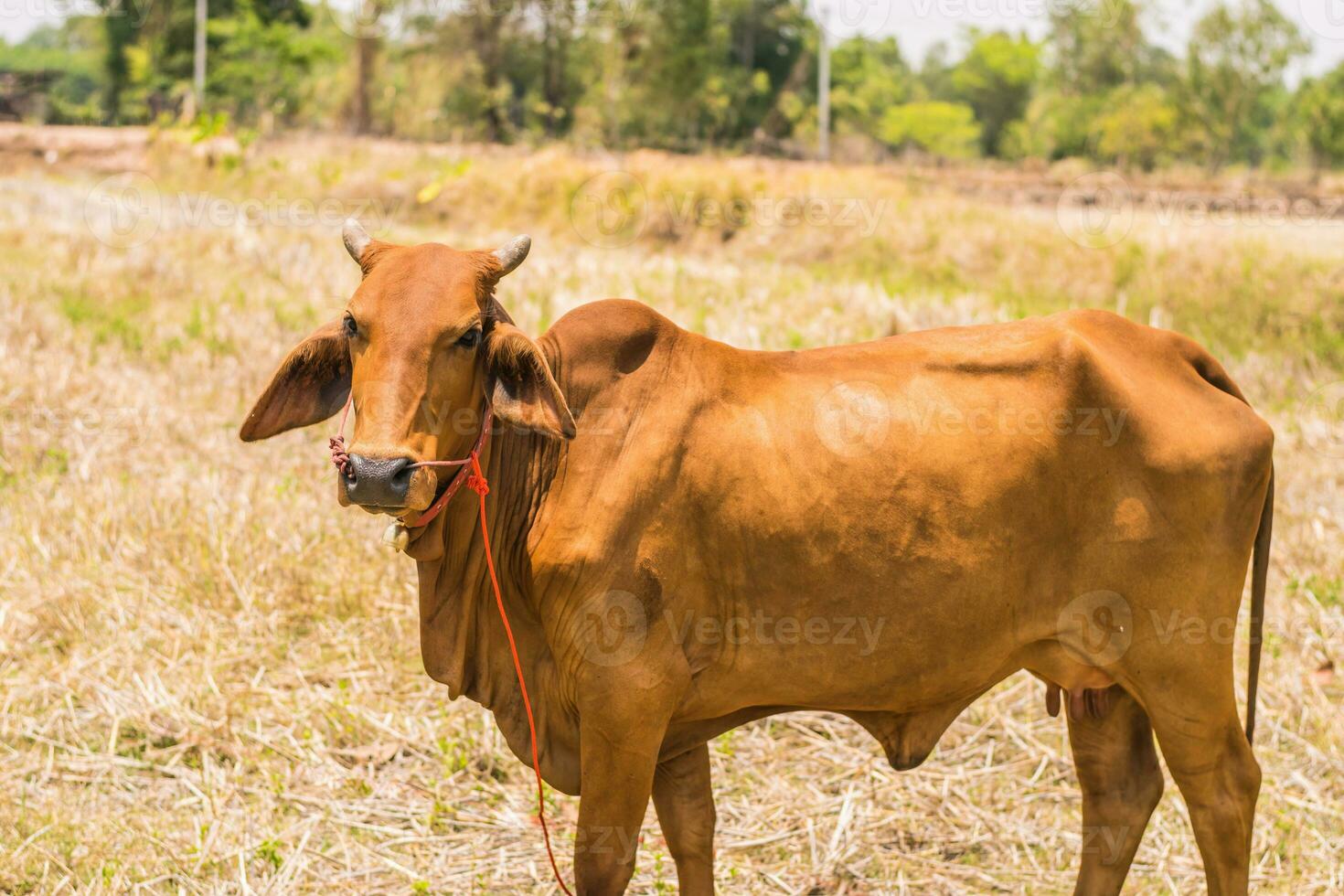 bruin Thais koeien zijn begrazing Aan de grond..een bruin koe dichtbij omhoog met een wazig achtergrond.volwassene vrouw koe foto