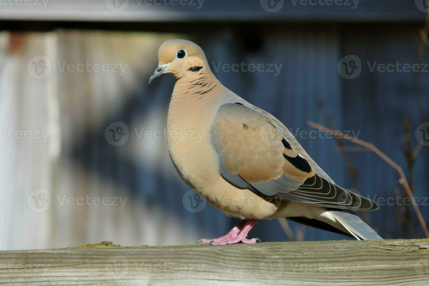 straat duif vogel. genereren ai foto